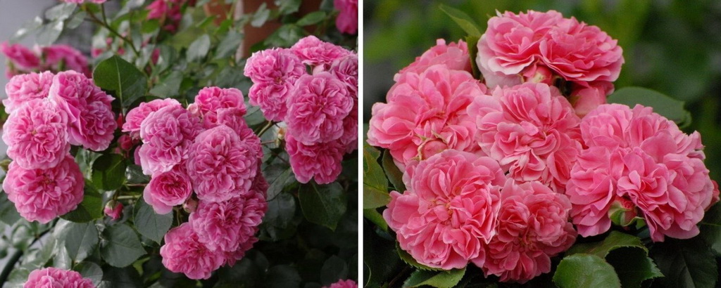 Роза почвопокровная `Les Quatre Saison`® (Pink Swany)`.jpg